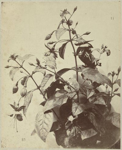 Fuşya ile çiçek natürmort by Charles Hippolyte Aubry