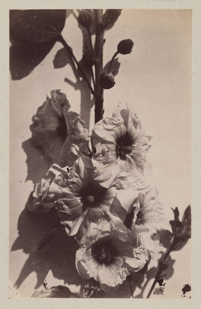 Gülhatmi ile çiçek natürmort by Charles Hippolyte Aubry