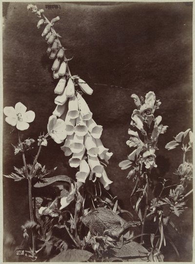 Yüksük otu ile çiçek natürmort by Charles Hippolyte Aubry