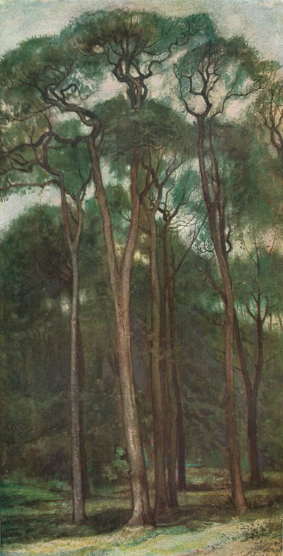 Ağaçların İncelenmesi, c1900 1903-1904 by Charles Holroyd