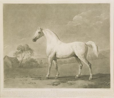 Mambrino, after George Stubbs, 1788 (mezzotint) by Charles Howard Hodges