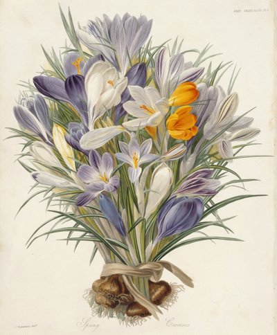 Bahar Çiğdemleri, İşlemler Bahçıvanlık Derneği, Londra, cilt VII, 1830