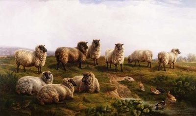 Galli Kara Yüzlü Koyun by Charles Jones