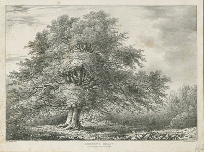 Lichfield - ["Dr. Johnson"lar"] Söğüt Ağacı: litografi, nd [1789-1850] by Charles Joseph Hullmandel