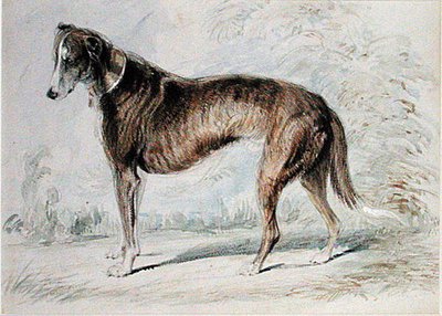 Lurcher (renkli kağıt üzerine sulu boya ve gövde rengi ve kurşun kalem) by Charles Landseer