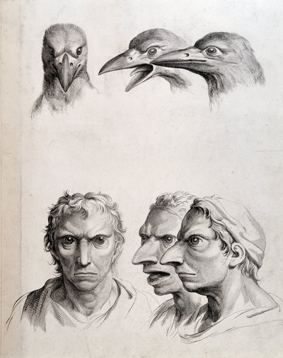 Kuş ve “insan-kuş (insan-kuş)” profilleri - Lebrun tarafından, “” İnsanın fizyonomisinin hayvanlara kıyasla muameleleri”” by Charles Le Brun