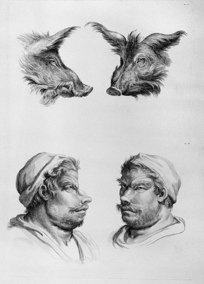 Bir Domuzun Başı ile Bir İnsan Arasındaki Benzerlikler, Le Brun
