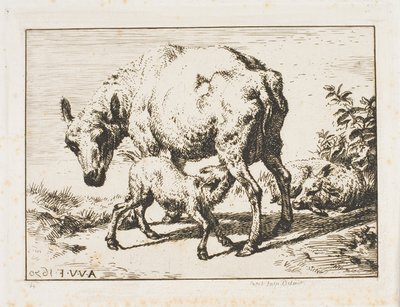 İki Kuzulu Koyun by Charles Meryon