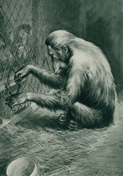 Jacob Orong-outang, kafesinden çıkmak için bir parça teli alete dönüştürüyor by Charles Mills after Sheldon