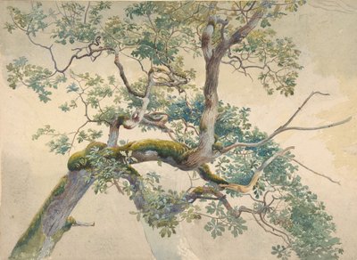 Ağaç Dalları, 1852-1908. by Charles Reginald Aston