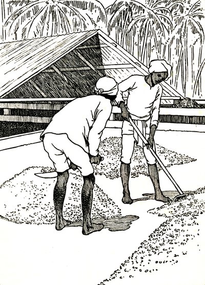Kakaonun Kurutulması, 1912 by Charles Robinson