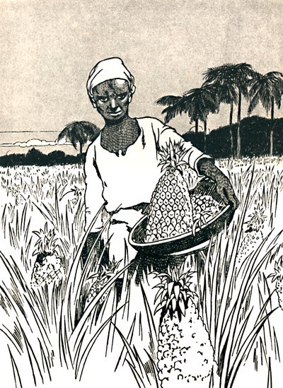 Ananas Toplama, 1912 by Charles Robinson