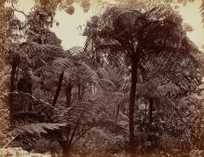 by Charles T. Scowen