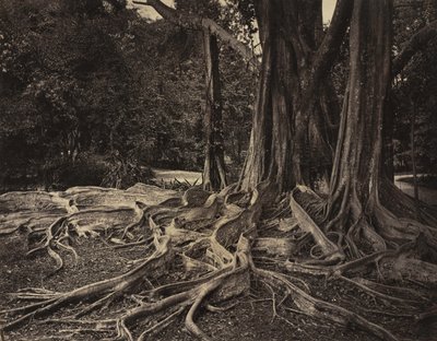 Kauçuk Ağacı, Assam, Hindistan (Ficus Elastica) by Charles T. Scowen