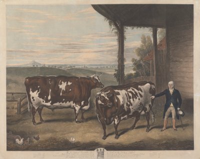 İki Durham Öküz by Charles Turner