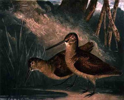 Woodcocks, British Feather Game