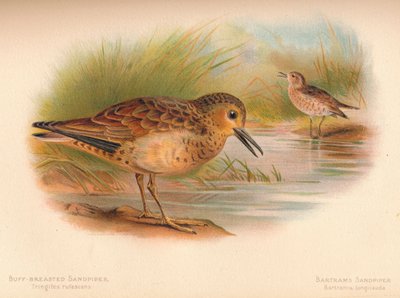Buff-Göğüslü Sandpiper Tringites rufescns, Bartrams Sandpiper Bartramia longicauda, 1900, 1 by Charles Whymper