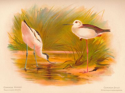 Adi Avocet Recurvirostra avocetta, Adi Uzunbacak Himantopus melanopterus, 1900, 1900 by Charles Whymper