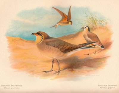 Ortak Pratincole Glareola pratincola, Sosyal Kız Kuşu Vanellus gregarius, 1900, 1900 by Charles Whymper