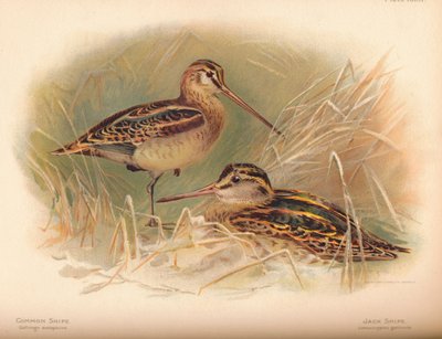 Common Snipe Gallinago scolopacina, Jack Snipe Limnocryptes gallinula, 1900, 1900 by Charles Whymper