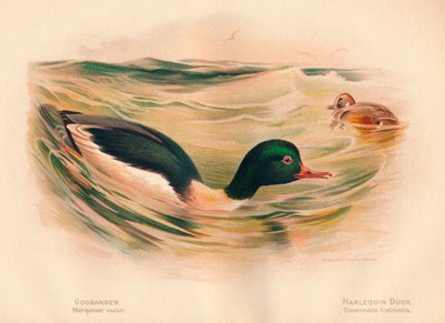 Goosander Merganser tekeri, Harlequin Duck Cosmonetta histrionica, 1900, 1900 by Charles Whymper