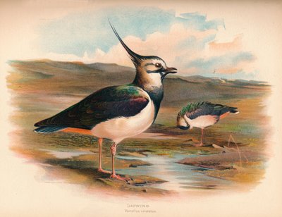 Kız Kanatlı Vanellus cristacus, 1900, 1900 by Charles Whymper