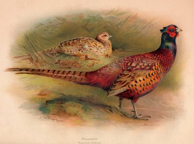 Sülün Phasianus colchicus, 1900, 1900 by Charles Whymper