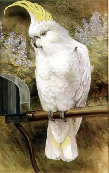 Kükürt Tepeli Kakadu by Charles Whymper