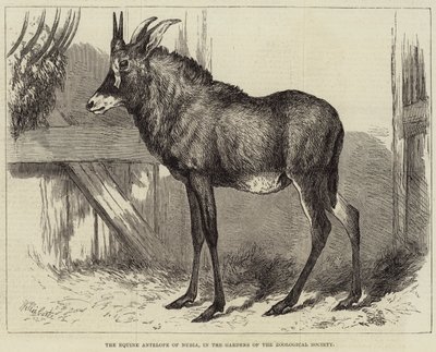 Nubia'nın At Antilopu, Zooloji Derneği Bahçelerinde by Charles William Carter