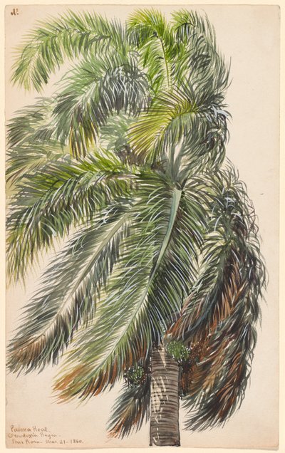 Palmiye Reali by Charles de Wolf Brownell