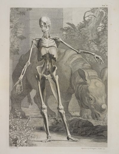 İskelet ve Gergedan, İnsan Vücudunun İskelet ve Kas Tabloları, Bernhard Siegfried Albinus by Charles the Elder Grignion