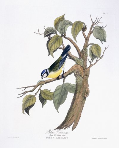 mavi baştankara by Charlotte L. E. Perrott