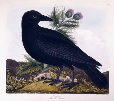 Kuzgun: Büyük Corbie Crow by Charlotte L. E. Perrott