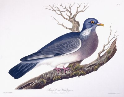 Halka Güvercin by Charlotte L. E. Perrott