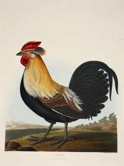 Horoz, Phasianus, pub. 1835 El renkli gravür. by Charlotte Lousia Emily Perrott