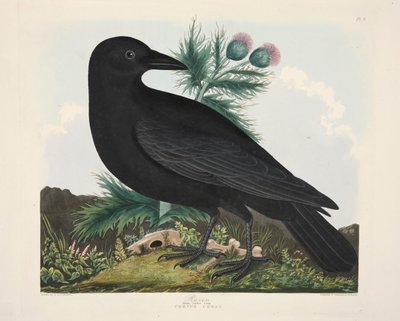Kuzgun, Corvus Corai, pub. 1835 El renkli gravür. by Charlotte Lousia Emily Perrott