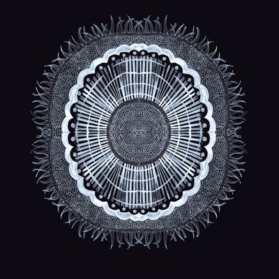 Plant Cell 0.2, 2019 (kalem ve mürekkep) by Charlotte Orr