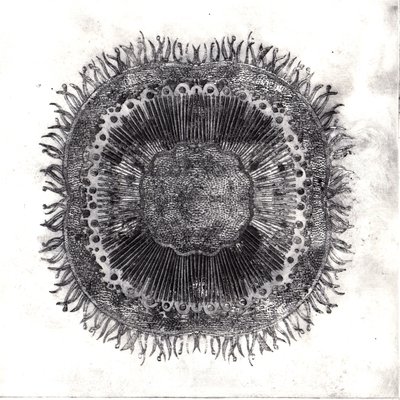 Bitki Hücreleri, 2019 (kuru nokta aşındırma) by Charlotte Orr