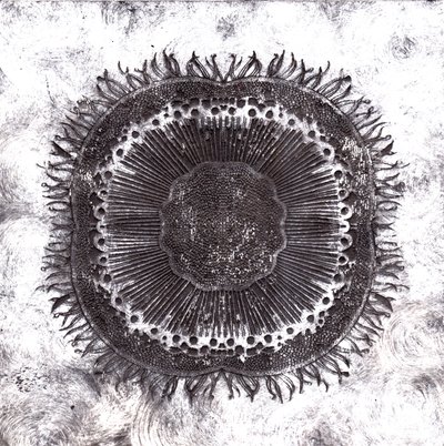 Bitki Hücreleri, 2019 (kuru nokta aşındırma) by Charlotte Orr
