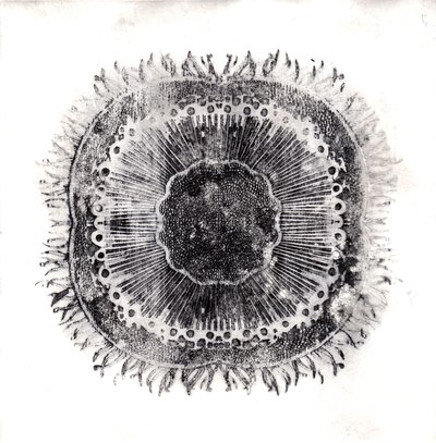 Bitki Hücreleri, 2019 (kuru nokta aşındırma) by Charlotte Orr
