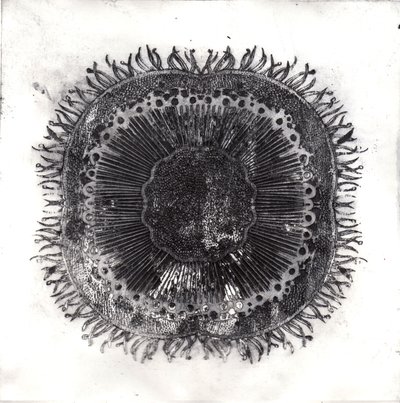 Bitki Hücreleri, 2019 (kuru nokta aşındırma) by Charlotte Orr