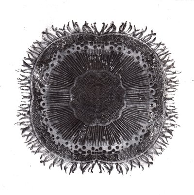 Bitki Hücreleri, 2019 (kuru nokta aşındırma) by Charlotte Orr