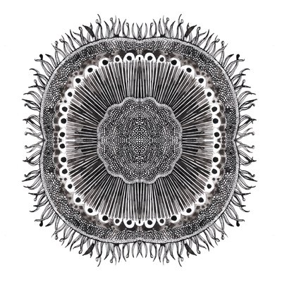Bitki Hücreleri, 2019 (kalem ve mürekkep) by Charlotte Orr