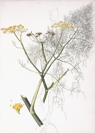 Bir Botanik Çalışması, 1822-1845 by Charlotte Strickland