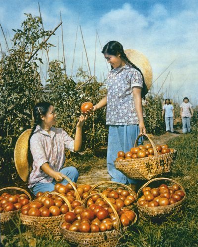 Çin gıda üretimi: olgun domates by Chinese Photographer