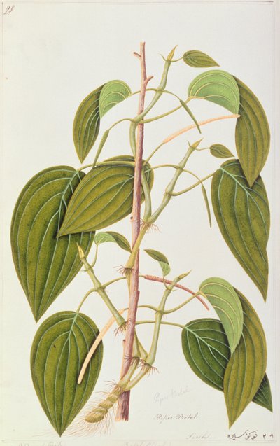 Betel Yaprağı, Malacca Şifalı Bitkilerinin Elli Beş Çiziminden, Cilt 1, c.1805-18 (kağıt üzerinde wc) by Chinese School