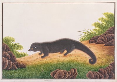 Binturong, Malacca