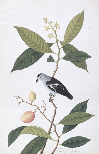 Booah Nawa Hawa, Malacca'dan Kuşların Çizimleri'nden, c.1805-18 (kağıt üzerinde wc) by Chinese School