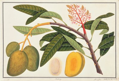Buihang Mangifera, Malacca