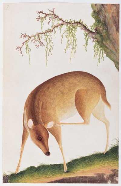 Fawn, Malacca